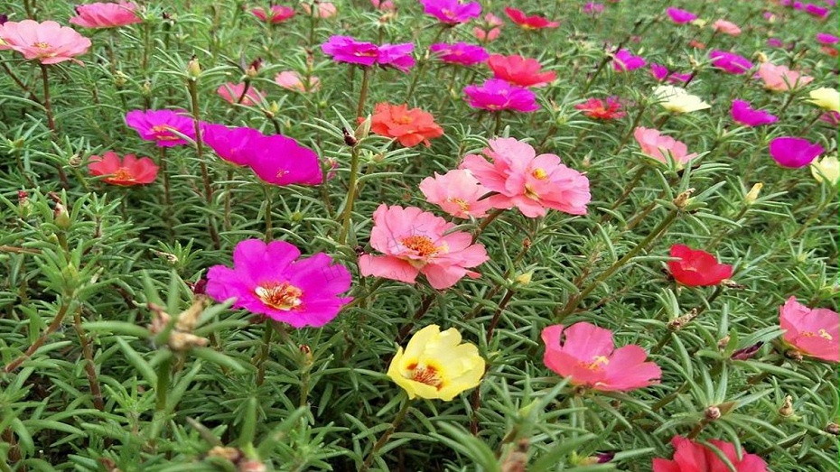 太陽花種子種植