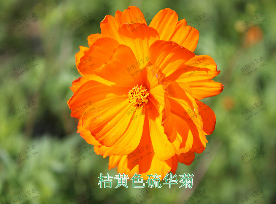 2桔黃色硫華菊