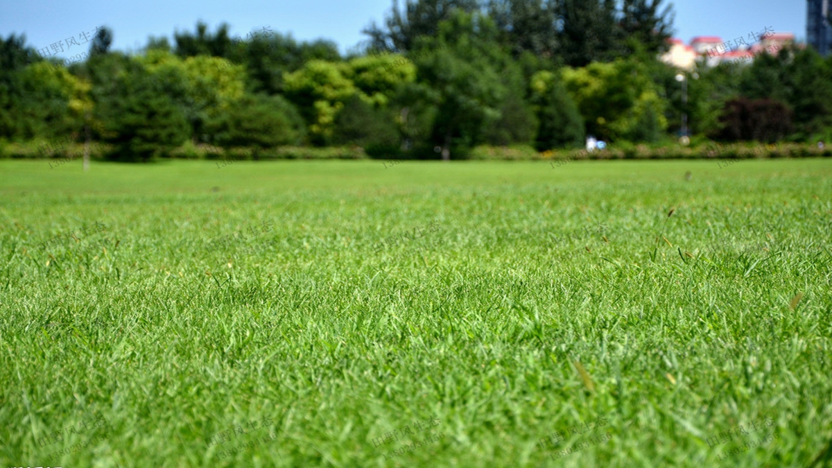 草坪種植如何選擇合適的草坪草種子？