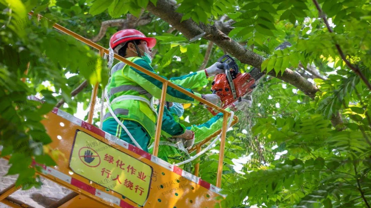 小區(qū)樹(shù)木修剪