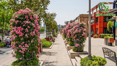 2020年度上海市特色道路綠化評選結果今起公示，看看TA們都在哪里↓