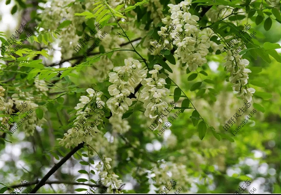 護坡喬木草種籽