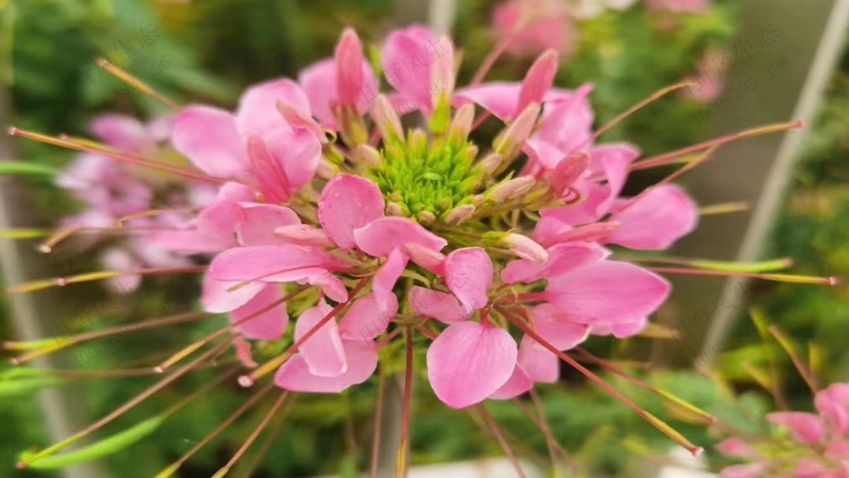 醉蝶花種子