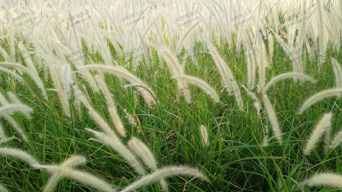 “離離原上草”，狼尾草草種草籽種植技術(shù)詳解