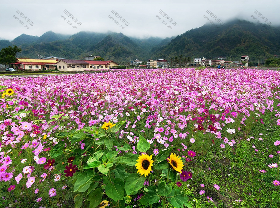 波斯菊花海