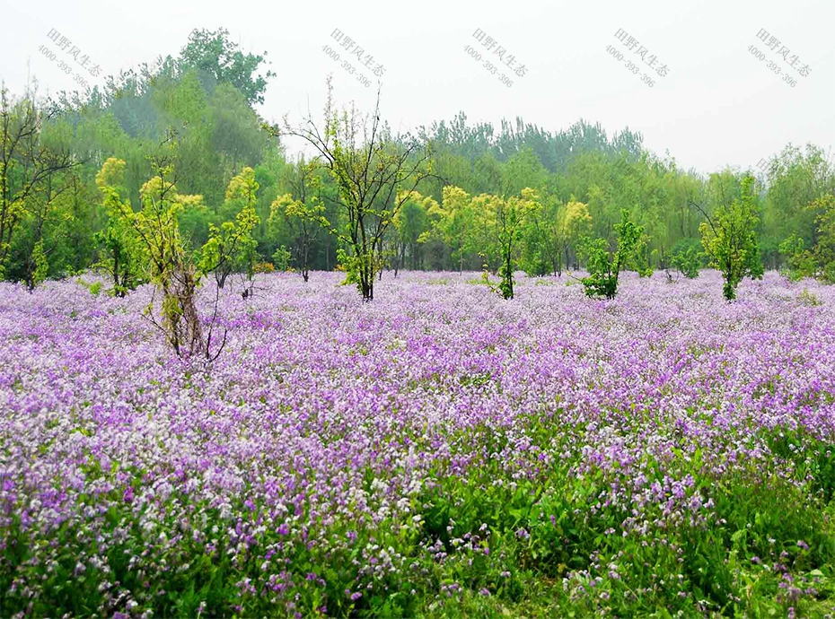 花種批發(fā)