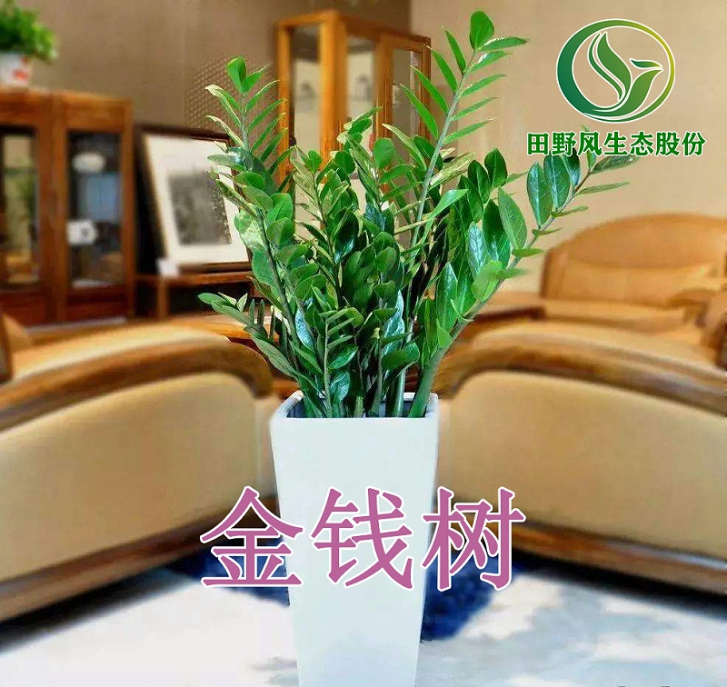 綠植租擺，植物租賃