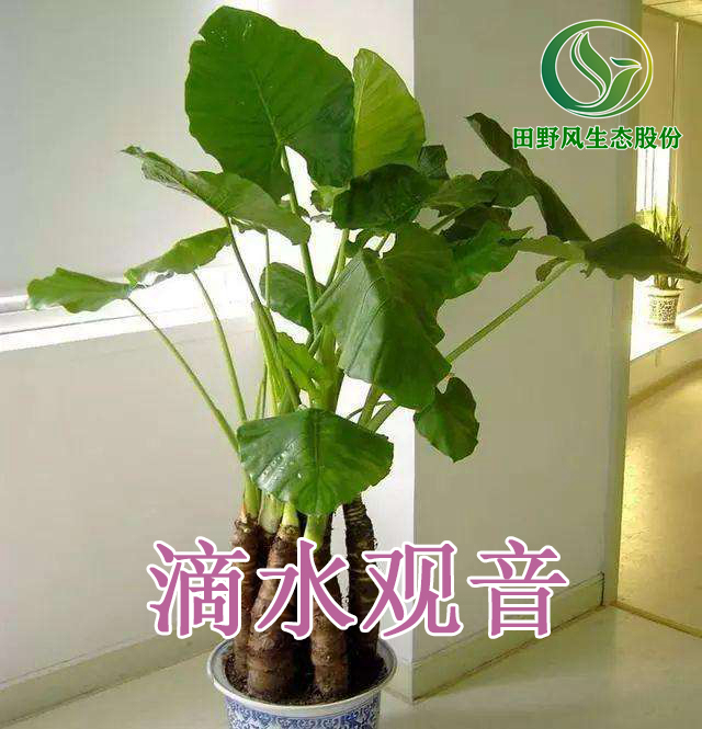 綠植租擺，植物租賃