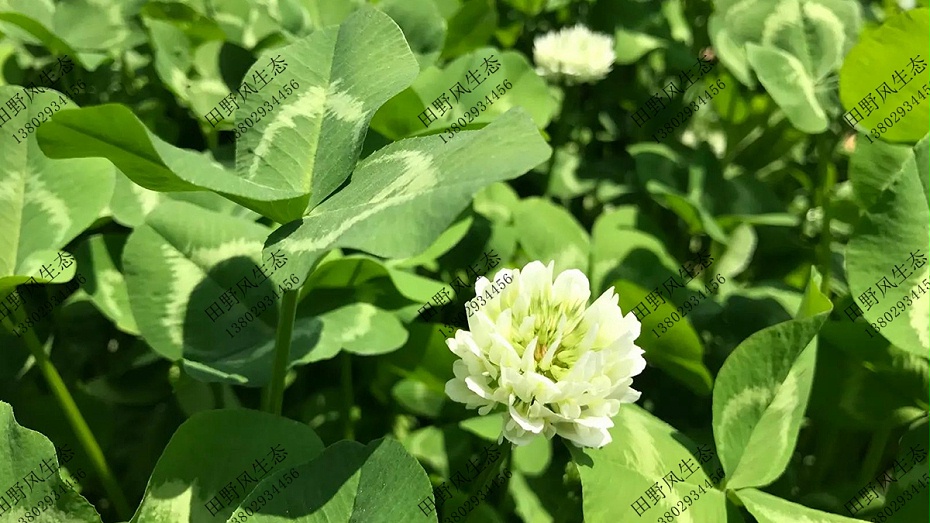 牧草牛羊草料