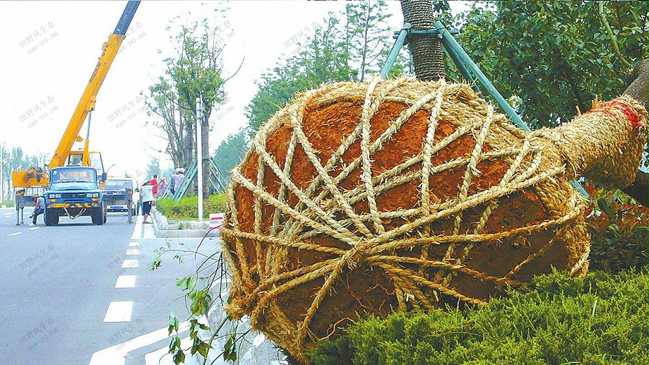 室外樹(shù)木移植