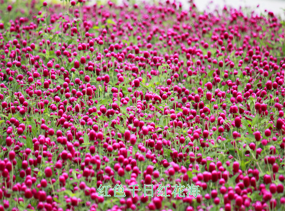 紅色千日紅花海