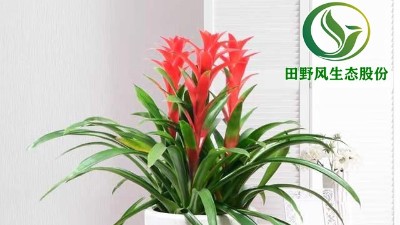 送你一朵小紅花，年前養(yǎng)這些年花”寓意紅紅火火、喜慶吉祥！