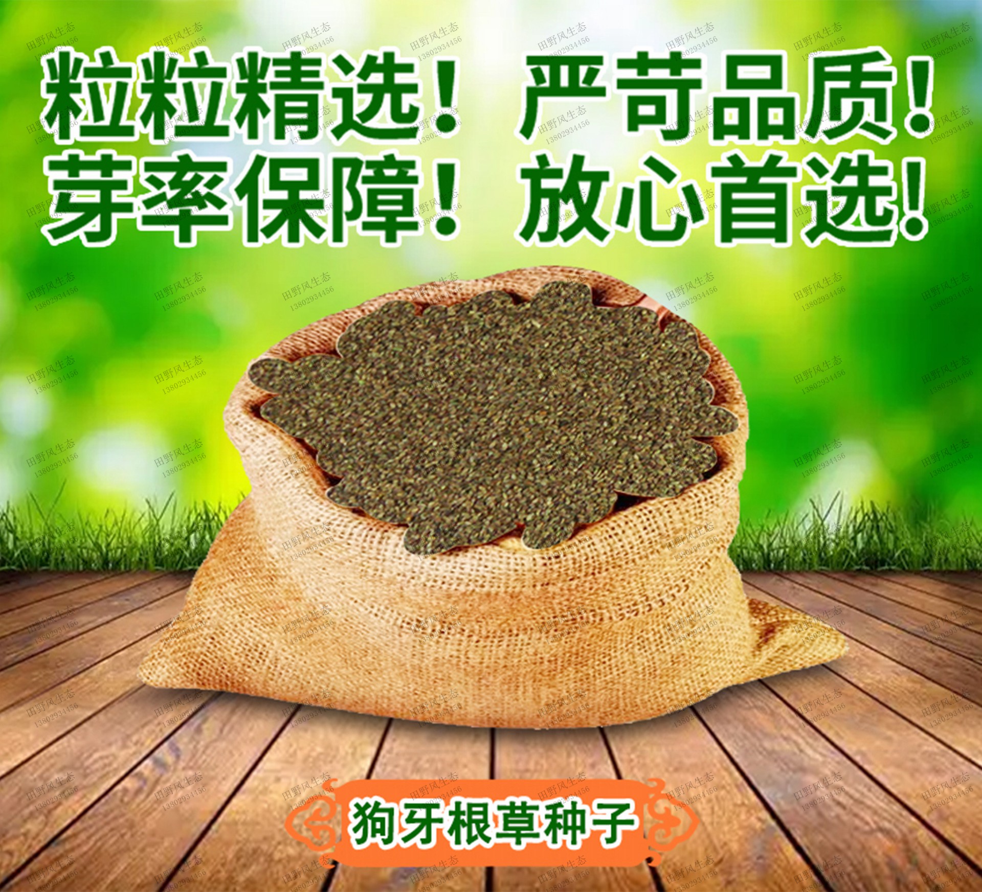 狗牙根草種籽