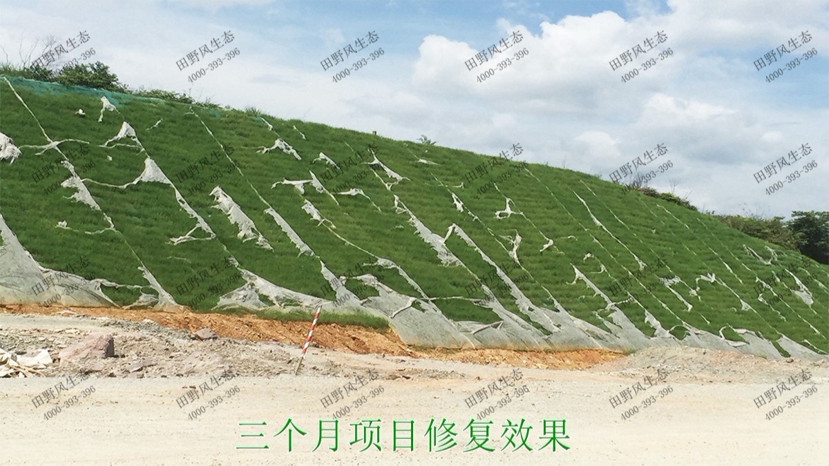 潮惠高速揭陽段高速公路邊坡植草