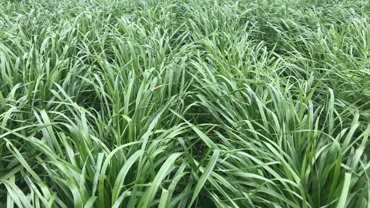 一年生黑麥草種子播種后多久能發(fā)芽？