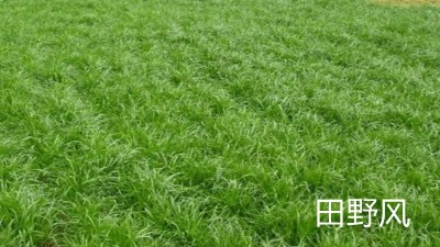 公路邊坡綠化植物應(yīng)該選擇什么類型的？