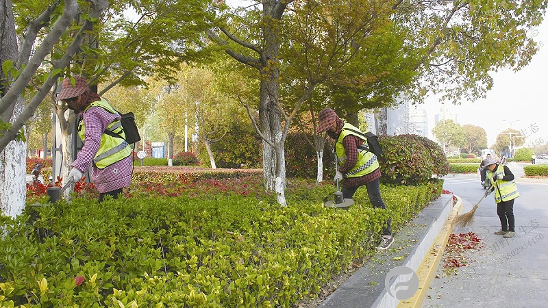 道路綠化環(huán)境