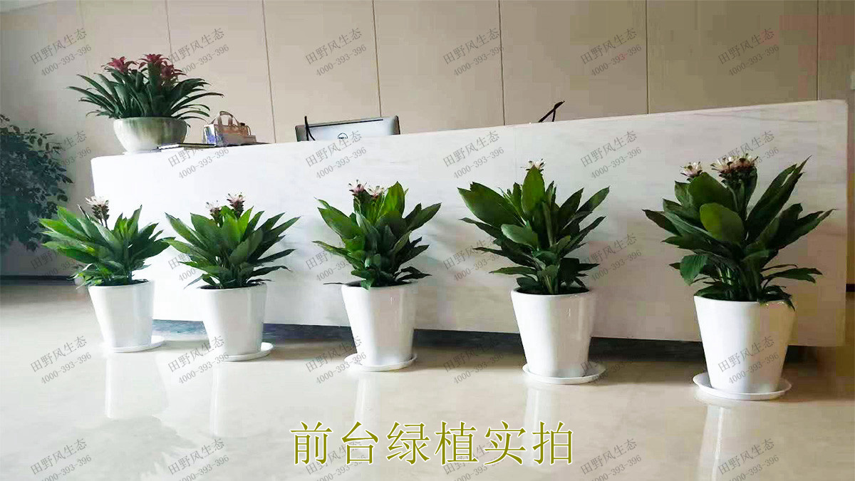 綠植組合盆景