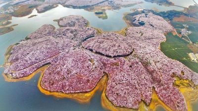 田野風(fēng)大講堂：怎么打造花海景觀？花海景觀設(shè)計需要注意什么？