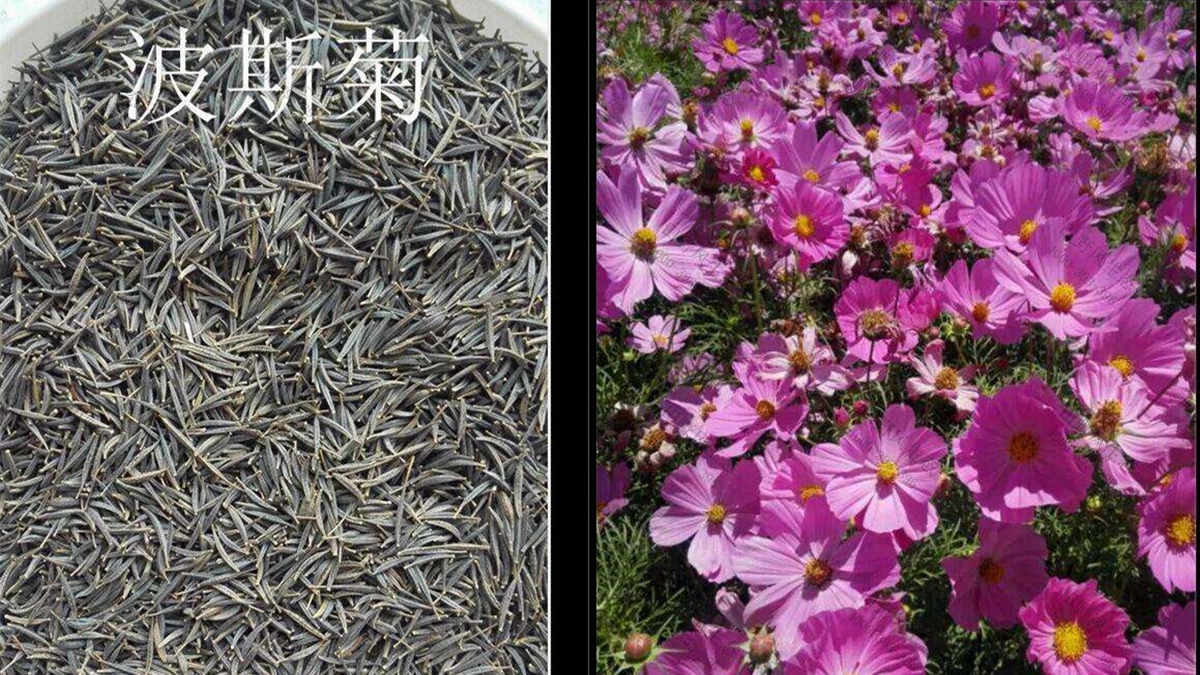 花種子批發(fā)