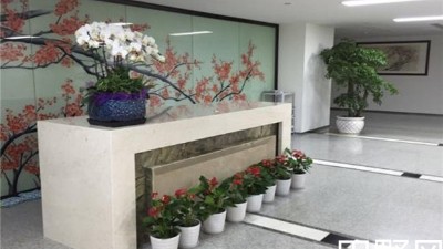 辦公室綠植租擺價格一般要多少？