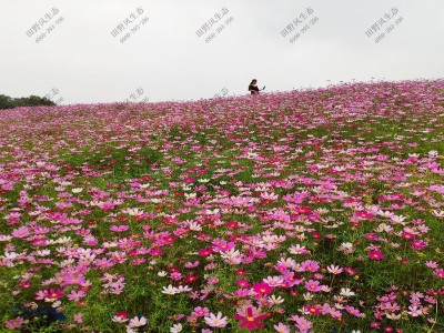 波斯菊花種子怎么種植