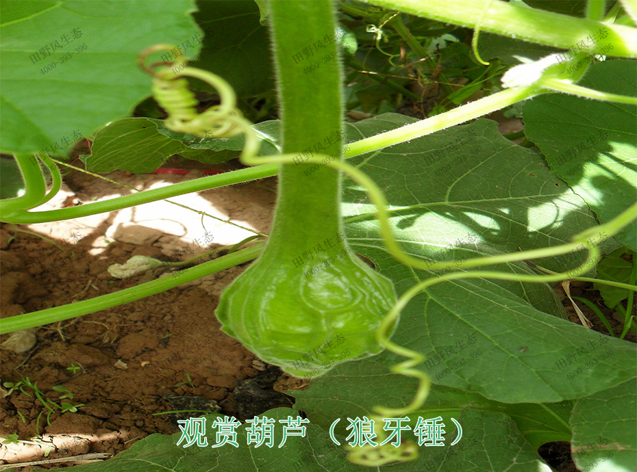 6觀賞葫蘆（狼牙錘）