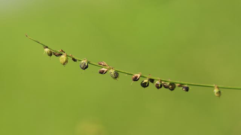 草木犀