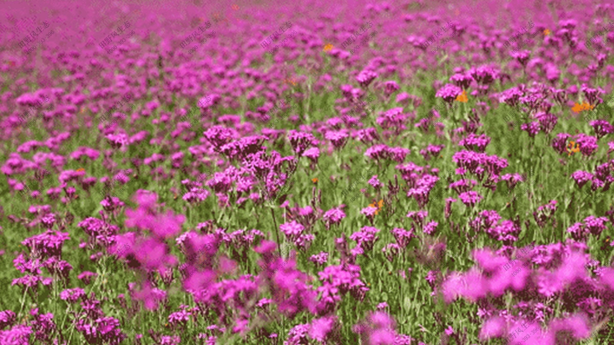 景觀花海花種,花卉種子