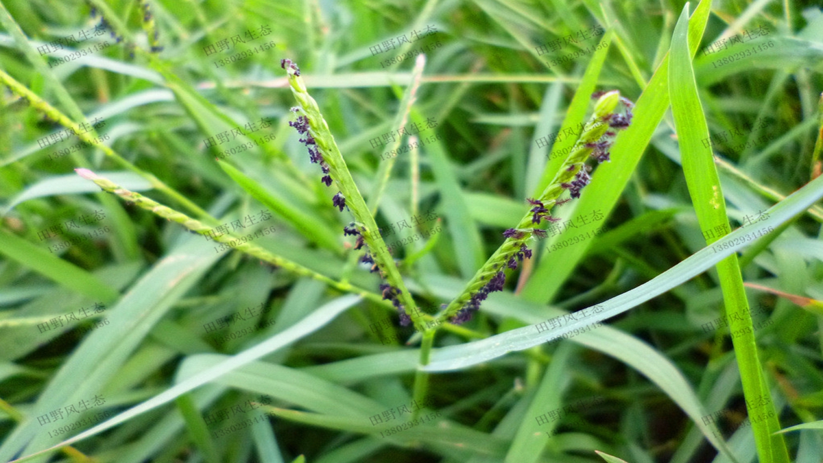 護(hù)坡綠化草種寬葉雀稗草種子種植要點