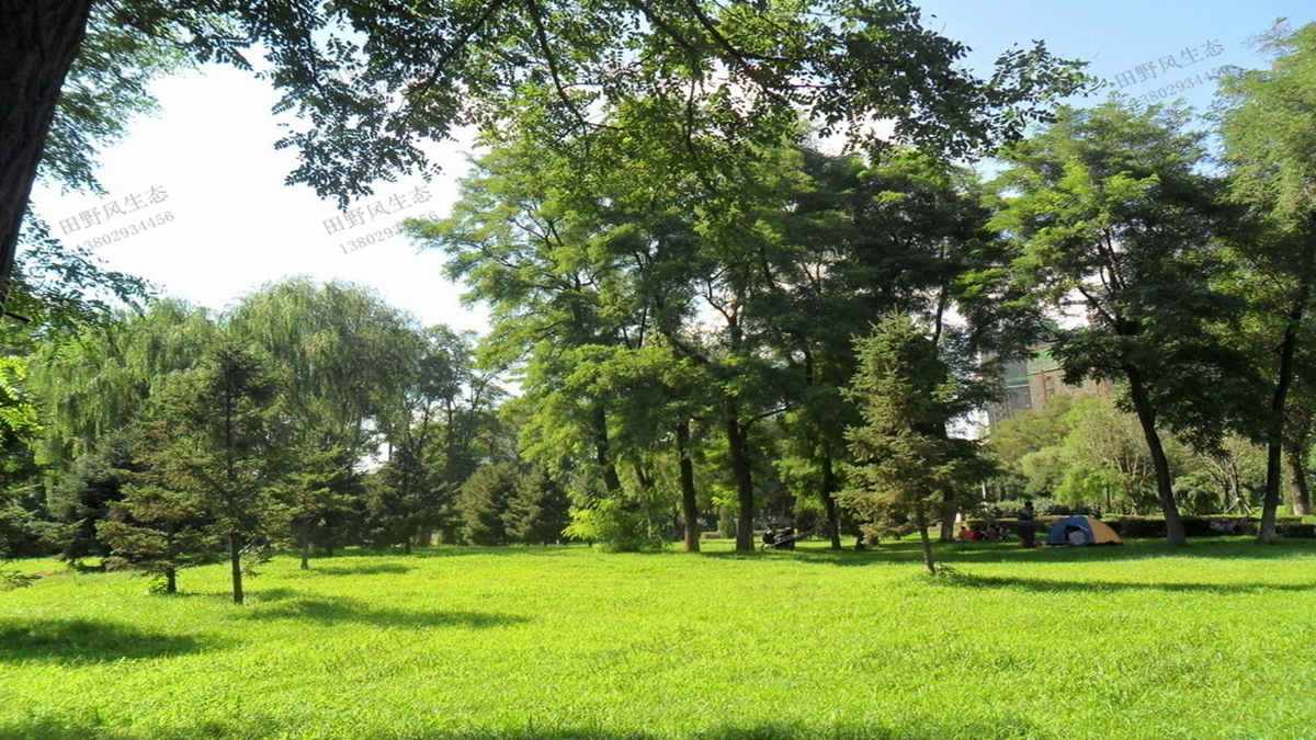 適合在公園種植的草坪草種有哪些？