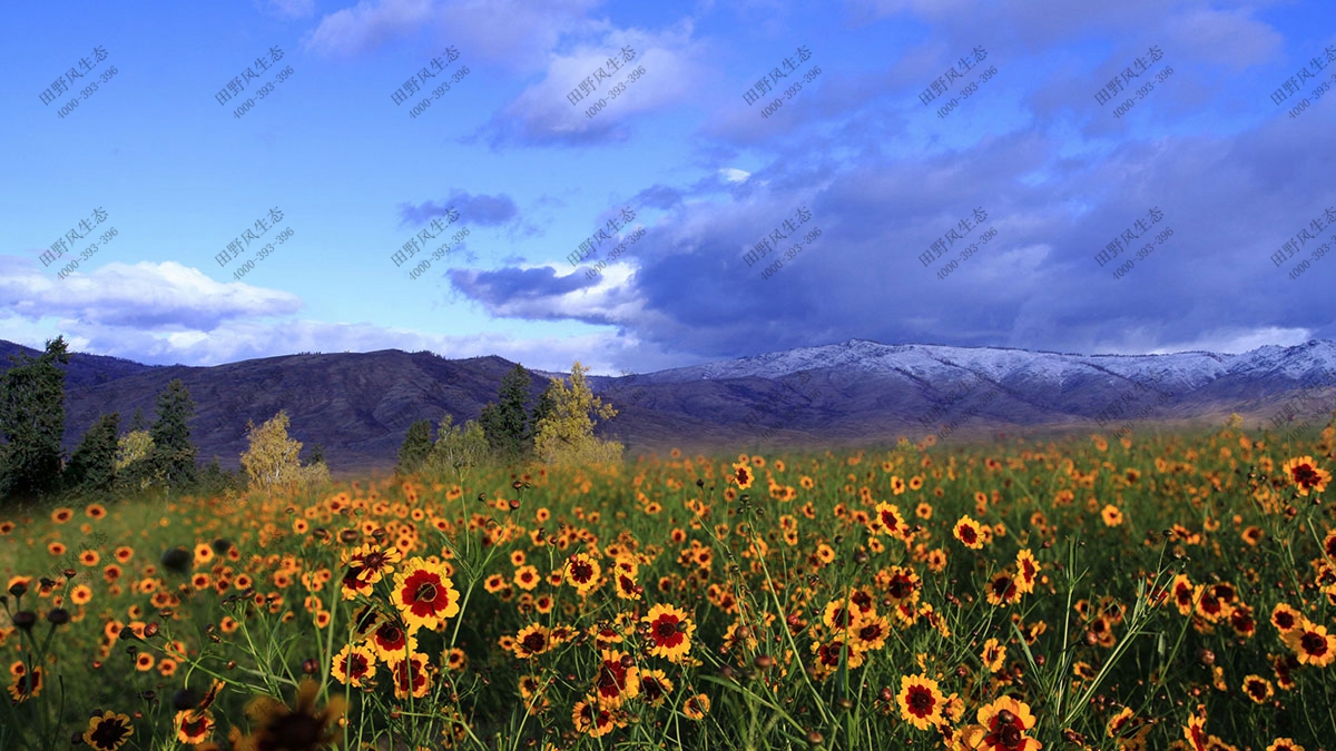 混播一年生花種,花?；ǚN子