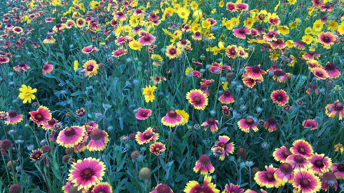 綠化野花組合,速生宿根花種