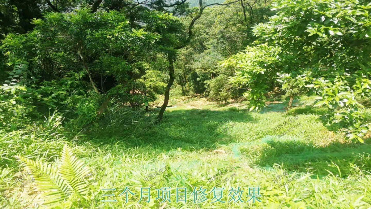 廣州白水山森林公園生態(tài)修復(fù)