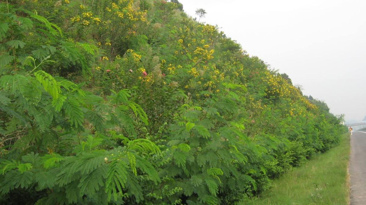 華北地區(qū)邊坡綠化植物該如何選擇？