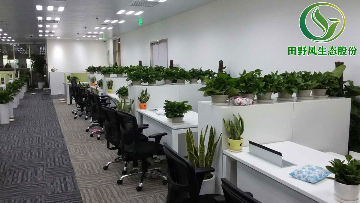 廣州綠植租賃,辦公室植物租擺